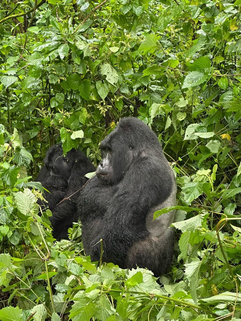 10 Days Uganda Gorillas, Chimpanzees & Wildlife Safari